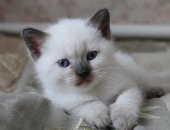 Продам британская, самец в Волгодонске, Котята от мамы британки, тся котята по 1 тыс,