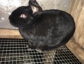 Продам заяца в Тюмени, Кролик Аляска, кролик Аляска, окрас чёрный, вес 5 кг, возраст 9