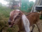 Продам козу в Иванове, тся 75 козочки и козлики, родились 29, 05, 18г, и 97 козочка