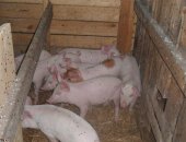 Продам свинью в Минусинске, Замечательные поросята, возраст 2 месяца, Витамины