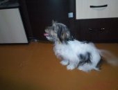 Продам собаку, самка в Таганроге, Очень милая и очаровательная весёлая игривая