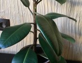 Продам комнатное растение в Саратове, Фикус крупнолистный, 32 см в высоту, Обещает быть