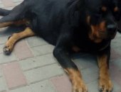 Продам собаку ротвейлер в Шахты, щенков, родились 13, 07, 2018, с документами фото мамы и