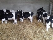 Продам в Саратове, Предлагаем бычков и телочек на доращивание, мясного и молочного