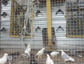 Продам птицу в Щекине, Голуби, голубей разных мастей, в том числе молодняк