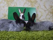 Продам заяца в Хабаровске, Кролики породы большое светлое серебро, второй по популярности