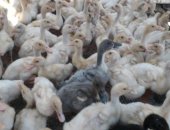 Продам с/х птицу в Фролове, Утки, Утята возрост 1, 5 месяца породы агидель, старт