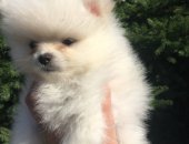 Продам собаку шпиц в Новосибирске, На продаже замечательный щенок породы миниатюрный в