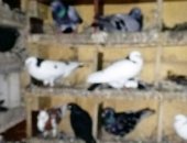 Продам птицу в Изобильном, Голуби разных парод, бакинцы белые, чёрные, сивые, мраморные