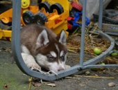 Продам собаку сибирская хаски в Пятигорске, Шикарные представители породы, перспективные