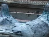 Продам птицу в Ейске, Голуби бакинские бойные, Узбеки двухчубые, Бой и лет гарантирую