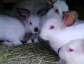 Продам в Россошь, Кролики Новозиланцы, калифорния и простые, Возраст от двух месяцев