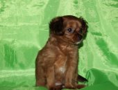 Продам собаку чихуахуа, самка в Ростове-на-Дону, Невская орхидея - это собачка авторской