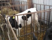 Продам корову в Туле, тся телята с Фермерского хозяйства, Бычки и телочки мясной породы