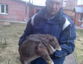 Продам заяца в Новосибирске, Фландеры, Цвет агути, белые, железистые, Линия: Немецкая