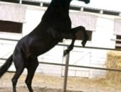 Продам лошадь в Черкесске, Жеребец Карачаевской породы Тархан 3года исполнилось в июне