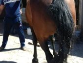 Продам лошадь в Каменске-Уральском, кобылу и мерина