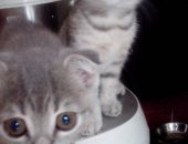 Продам британская, самец в Кирове, Красивые котята девочки, рождены 26, 05, 2018