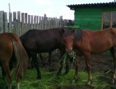 Продам лошадь в Тюмени, Жеребята 2-ух летки средней упитаности 4 головы