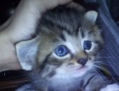 Продам кошку, самец в Тюмени, Котята - метисы мама - шотландская вислоухая ловит мышек