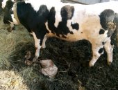Продам корову в Челябинске, и бычка бычку семья месяцев, корова не доеться на мясо