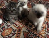 Продам сибирская, самец в Сургуте, Котята 1 девочка, 3 мальчика светленький, чёрный