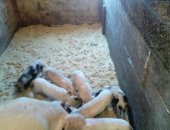 Продам свинью в Тюмени, Поросята, поросят родились 09, 07, 18 Деревня Патрушева находятся