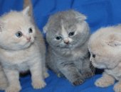 Продам шотландская, самец в Твери, Шотландские котята, Милейшие плюшевые котята ищут
