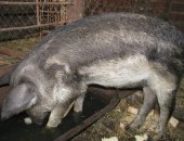 Продам свинью в Минеральных Воды, прдаю поросят венгерская мангалица 2 месяца