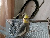 Продам птицу в Нальчике, Корелла Самец, примерно возрастом 1 год, Отдам в придачю большую
