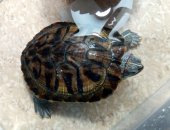 Продам в Рыбинске, Красноухая черепаха, красноухую черепаху, Возраст примерно 3, 5 года