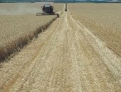 Продам корм для грызунов в Кропоткине, Пшеница, пшеницу, Урожай 2018г, Самовывоз п