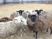 Продам барана в Юргамыше, Овцы, ярки на мясо и на расплод, сытые привитые животные