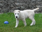 Продам собаку среднеазиатская овчарка, самец в Ижевске, тся 2 кобеля рождения 12 мая 2018