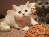 Продам британская, самец в Новосибирске, Британские котята, Чистокровные британские