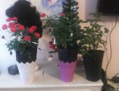 Продам комнатное растение в Санкт-Петербурге, розы в горшках большие кусты цветущие и