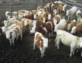 Продам корову в Сибае, На продаже 100 голов телочек Симментальской породы, Весовая