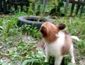 Продам собаку папийон, самец в Челябинске, мальчик, Мальчик 2, 5 месяца, привит, на фото