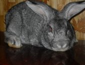 Продам заяца в Новосибирске, кроликов, кроликов мясной породы советская шиншилла