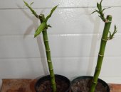 Продам комнатное растение в Пыть-Яхе, бамбук молодой драцена сандера, вырастает до метра