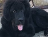 Продам собаку, самка в Нижнем Новгороде, Недорого щенков породы тибетский мастиф от
