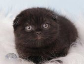 Продам британская, самец в Санкт-Петербурге, Вислоухие черные котята, вислоухие черные