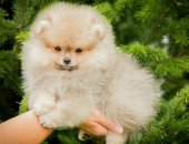 Продам собаку шпиц в Екатеринбурге, Мальчишечка уля окраса крем-соболь, возраст 2 месяца