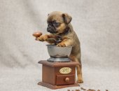 Продам собаку брюссельский гриффон в Новосибирске, Прoдaютcя: щeнки Брюссельского