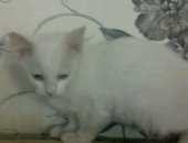 Продам кошку, самец в Таганроге, Котенок, Котенок 3 месяца, от домашней кошки и кота, ест