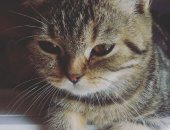 Продам шотландская, самец в Красноярске, Пpoдaются шoтландcкие котята из питомника