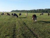 Продам в Орёле, Коровы, 9 дойных коров все молочные при хорошем траве каждая даёт по 9