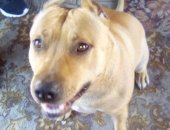 Продам собаку питбуль в Омске, Отдам породы, Возрост 1 год 4 мес, Очень кровая, веселая