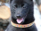 Продам собаку немецкая овчарка в Москве, Племeнной питoмник Mоcквы Акулова Горa, один