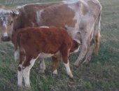 Продам корову в Иркутске, дойные коровы Герефорды и другие породы с телятами, И стельные